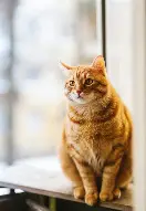 包含李娜启幕全国总决赛9再成焦点的词条|